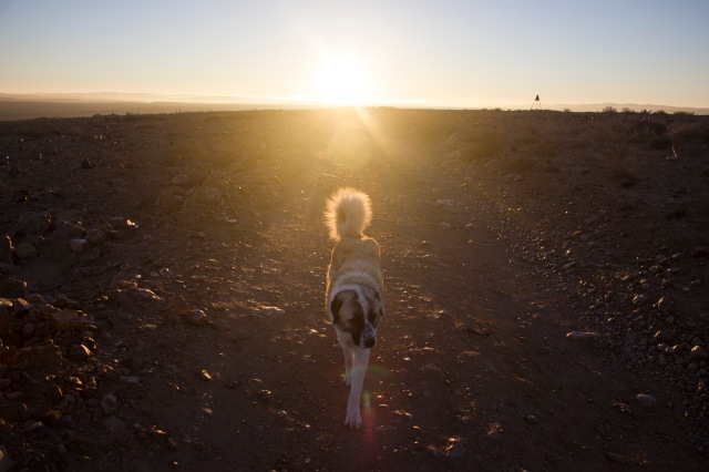 Jugando con los perros mientras amanece en Ezuz, en el Desierto de Judea